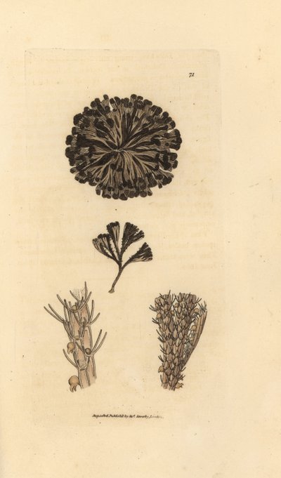 Bugulina avillaryia (Flustra avillaryis)。 《英国杂记》中詹姆斯·索尔比 (James Sowerby) 的手绘铜版雕刻，或新的、稀有的或鲜为人知的动物主题的彩色人物。 作者 詹姆斯·索尔比