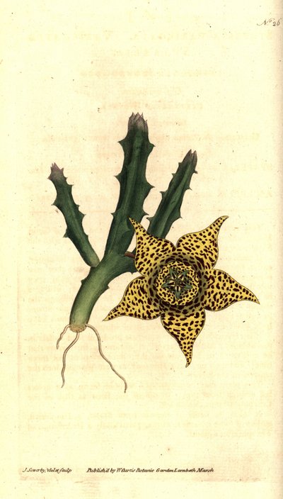 仙人掌淀粉 - Orbea variegata（杂色五角星，Stapelia variegata）。 詹姆斯·索尔比 (James Sowerby) 手绘的铜版雕刻和植物插图，来自威廉·柯蒂斯 (William Curtis) 的《植物杂志》，兰贝斯沼泽，伦敦 作者 詹姆斯·索尔比