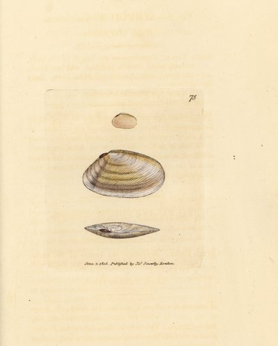 糖果棒泰利纳贝壳（Tellina similis）。詹姆斯-索尔比（James Sowerby）的手工彩色铜版雕刻，选自《英国杂录》（The British Miscellany），或《新颖、稀有或鲜为人知的动物题材的彩色图片》（Colored figures of new, rare, or little known animal subjects）。 作者 詹姆斯·索尔比