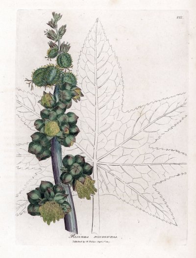 蓖麻 - 蓖麻油植物，蓖麻。 手绘铜版雕刻，取自詹姆斯·索尔比 (James Sowerby) 的植物插图，来自威廉·伍德维尔 (William Woodville) 和威廉·杰克逊·胡克爵士 (Sir William Jackson Hooker) 的“药用植物学”，约翰·博恩 (John Bohn)，伦敦 作者 詹姆斯·索尔比