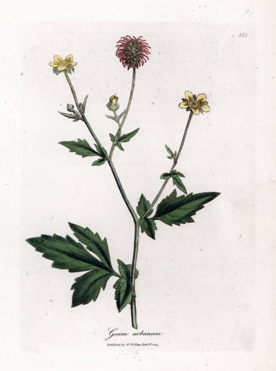 常见的 Benoite 或 Saint Benoit 草 - Wood avens、Geum Urbanum。 手绘铜版雕刻，取自詹姆斯·索尔比 (James Sowerby) 的植物插图，来自威廉·伍德维尔 (William Woodville) 和威廉·杰克逊·胡克爵士 (Sir William Jackson Hooker) 的“药用植物学”，约翰·博恩 (John Bohn)，伦敦 作者 詹姆斯·索尔比