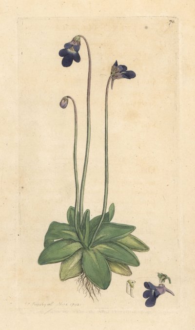 Common butterwort, Pinguicula vulgaris (grassette) Handcoloured copperplate engraving after an illustration by James Sowerby from James Smith