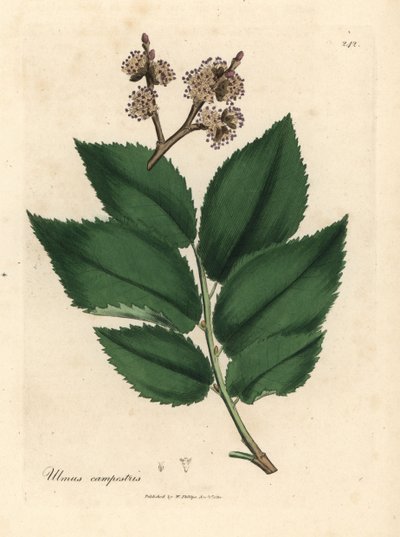 普通榆树，Ulmus plainstris 作者 詹姆斯·索尔比