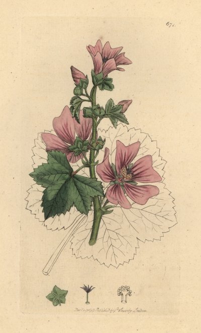 锦葵，锦葵 手绘铜版雕刻，由詹姆斯·索尔比 (James Sowerby) 为詹姆斯·史密斯 (James Smith) 的《英国植物学》绘制 作者 James Sowerby