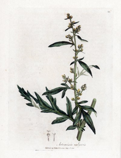 普通鼠尾草--艾蒿。詹姆斯-索尔比（James Sowerby）根据威廉-伍德维尔（William Woodville）和威廉-杰克逊-胡克爵士（William Jackson Hooker）的《医学植物学》绘制的植物插图所作的手工彩色铜版画，约翰-伯恩，伦敦 作者 詹姆斯·索尔比
