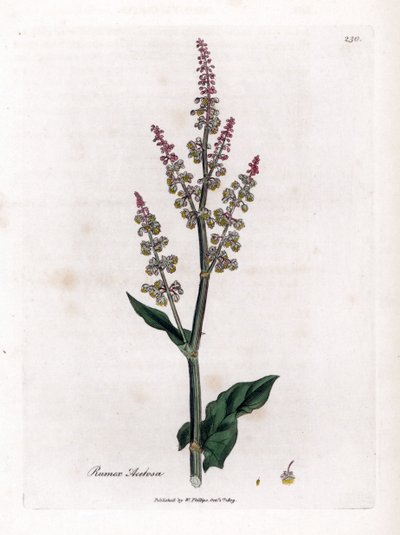 Common oseillle or large sorrel - Garden sorrel, Rumex acetosa.詹姆斯-索尔比（James Sowerby）根据威廉-伍德维尔（William Woodville）和威廉-杰克逊-胡克爵士（William Jackson Hooker）的《医学植物学》绘制的植物插图所作的手工彩色铜版雕刻，约翰-伯恩，伦敦 作者 詹姆斯·索尔比