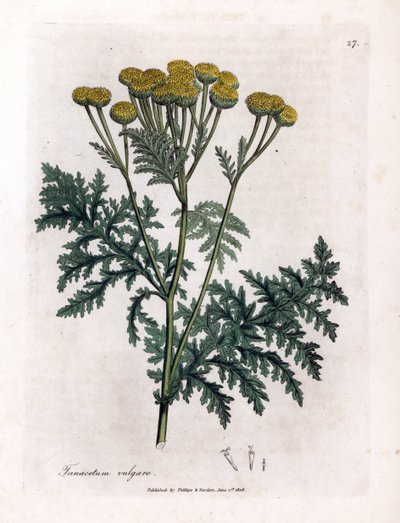 常见艾菊或飞溅-艾菊，Tanacetum vulgare。 手绘铜版雕刻，取自詹姆斯·索尔比 (James Sowerby) 的植物插图，来自威廉·伍德维尔 (William Woodville) 和威廉·杰克逊·胡克爵士 (Sir William Jackson Hooker) 的“药用植物学”，约翰·博恩 (John Bohn)，伦敦 作者 詹姆斯·索尔比