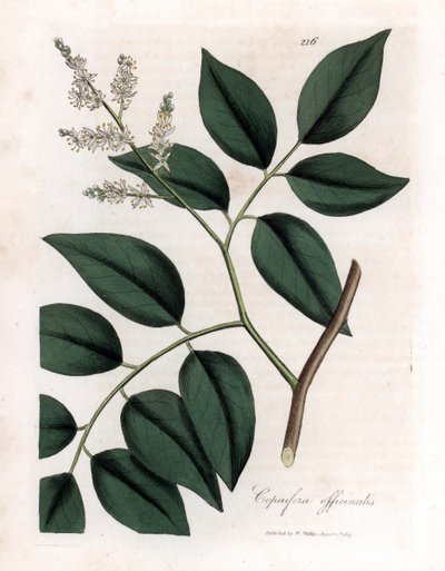 Copaier - 科帕伊瓦香脂，Copaifera officinalis。詹姆斯-索尔比（James Sowerby）根据威廉-伍德维尔（William Woodville）和威廉-杰克逊-胡克爵士（William Jackson Hooker）的《医学植物学》绘制的植物插图所作的手工彩色铜版雕刻，约翰-伯恩，伦敦 作者 詹姆斯·索尔比