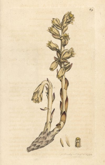 黄燕窝（Aristoloche） 根据詹姆斯-索尔比（James Sowerby）的插图绘制的手工彩色铜版雕刻，出自伦敦詹姆斯-史密斯（James Smith）的《英国植物学》（English Botany）。 作者 詹姆斯·索尔比