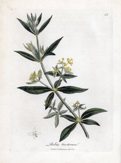 茜草，茜草。 手绘铜版雕刻，取自詹姆斯·索尔比 (James Sowerby) 的植物插图，来自威廉·伍德维尔 (William Woodville) 和威廉·杰克逊·胡克爵士 (Sir William Jackson Hooker) 的“药用植物学”，约翰·博恩 (John Bohn)，伦敦 作者 詹姆斯·索尔比