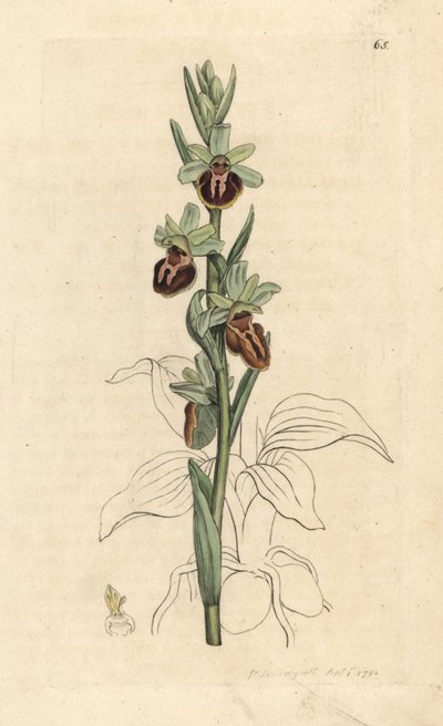 早期蜘蛛兰，Ophrys sphegodes（蜘蛛兰，Ophrys aranifera）。根据伦敦詹姆斯-史密斯的《英国植物学》中詹姆斯-索尔比的插图绘制的手工彩色铜版画。 作者 詹姆斯·索尔比