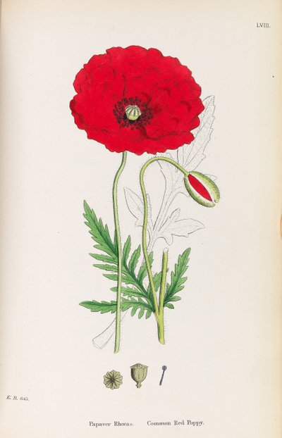 英国植物学，1790-1800年。 作者 詹姆斯·索尔比