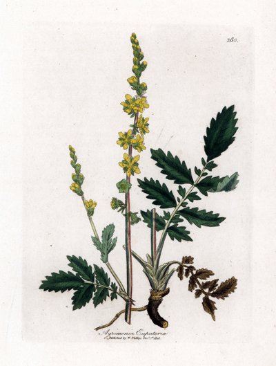 泽兰酸-仙鹤草、仙鹤草。 手绘铜版雕刻，取自詹姆斯·索尔比 (James Sowerby) 的植物插图，来自威廉·伍德维尔 (William Woodville) 和威廉·杰克逊·胡克爵士 (Sir William Jackson Hooker) 的“药用植物学”，约翰·博恩 (John Bohn)，伦敦 作者 詹姆斯·索尔比