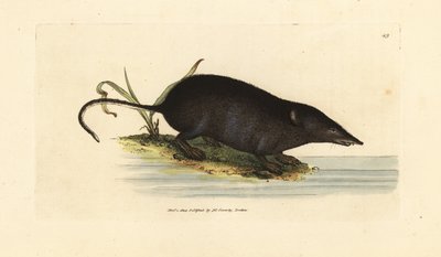 欧亚水鼩，Neomys fodiens（Sorex ciliatus，流尾水鼩鼠）。 《英国杂记》中詹姆斯·索尔比 (James Sowerby) 的手绘铜版雕刻，或新的、稀有的或鲜为人知的动物主题的彩色人物。 作者 詹姆斯·索尔比