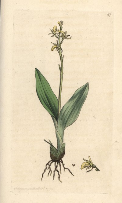 汾兰花，Liparis loeselii（矮眼兰，Ophrys loeselii）。 手绘铜版雕刻，由詹姆斯·索尔比 (James Sowerby) 绘制，来自伦敦詹姆斯·史密斯英国植物学 (James Smith