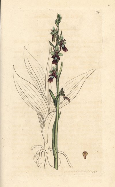 飞兰，Ophrys insectifera（飞兰，Ophrys muscifera）。根据伦敦詹姆斯-史密斯的《英国植物学》中詹姆斯-索尔比的插图绘制的手工彩色铜版画。 作者 詹姆斯·索尔比