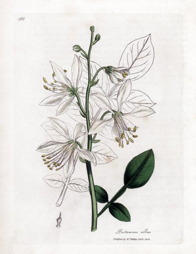 Fraxinelle - 白梣属植物，Dictamnus albus。詹姆斯-索尔比（James Sowerby）根据威廉-伍德维尔（William Woodville）和威廉-杰克逊-胡克爵士（William Jackson Hooker）的《医学植物学》绘制的植物插图所作的手工彩色铜版画，约翰-伯恩，伦敦 作者 詹姆斯·索尔比