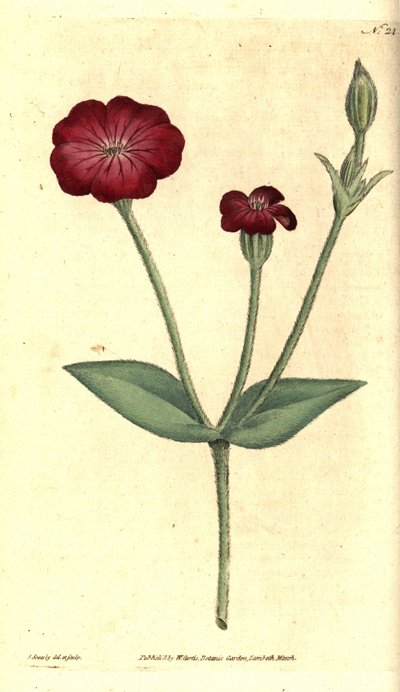花园罂粟--粉红金雀花，Silene coronaria（岩石鸡冠花或金雀花，Agrostemma coronaria）。詹姆斯-索尔比（James Sowerby）的手工铜版雕刻和植物插图，选自威廉-柯蒂斯（William Curtis）的《植物杂志》，伦敦兰贝斯沼泽地 作者 詹姆斯·索尔比