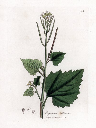 大蒜芥，Alliaria petiolata。詹姆斯-索尔比（James Sowerby）根据威廉-伍德维尔（William Woodville）和威廉-杰克逊-胡克爵士（William Jackson Hooker）的《医学植物学》绘制的植物插图所作的手工彩色铜版画，约翰-伯恩，伦敦 作者 詹姆斯·索尔比