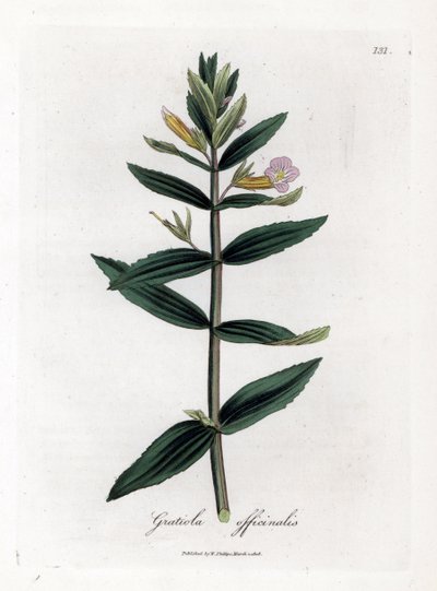 Gratiole officinale - 对冲牛膝草，Gratiola officinalis。 手绘铜版雕刻，取自詹姆斯·索尔比 (James Sowerby) 的植物插图，来自威廉·伍德维尔 (William Woodville) 和威廉·杰克逊·胡克爵士 (Sir William Jackson Hooker) 的“药用植物学”，约翰·博恩 (John Bohn)，伦敦 作者 詹姆斯·索尔比