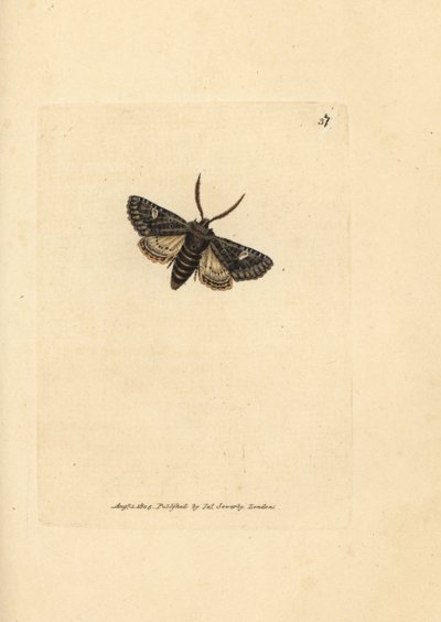 绿斑点蛾，Valeria oleagina (Phalaena Bombyx oleagina)。 《英国杂记》中詹姆斯·索尔比 (James Sowerby) 的手绘铜版雕刻，或新的、稀有的或鲜为人知的动物主题的彩色人物。 作者 詹姆斯·索尔比