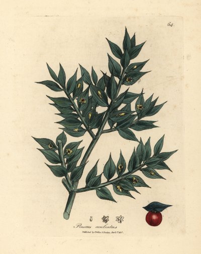 绿花屠夫扫帚，Ruscus aculeatus 作者 詹姆斯·索尔比