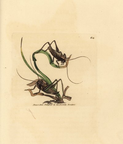 灰灌木蟋蟀，Platycleis grisea（灰刺槐，Locust grisea）。 《英国杂记》中詹姆斯·索尔比 (James Sowerby) 的手绘铜版雕刻，或新的、稀有的或鲜为人知的动物主题的彩色人物。 作者 詹姆斯·索尔比