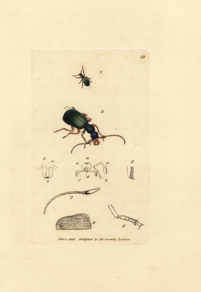 地面甲虫，Drypta dentata（金口甲虫，Carabus chrysostomos）。 《英国杂记》中詹姆斯·索尔比 (James Sowerby) 的手绘铜版雕刻，或新的、稀有的或鲜为人知的动物主题的彩色人物。 作者 詹姆斯·索尔比