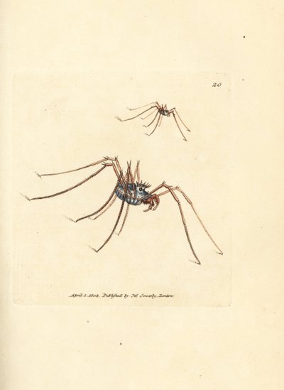 收割者蜘蛛，Megabunus diadema。詹姆斯-索尔比（James Sowerby）的手工彩色铜版雕刻，选自《英国杂录》（The British Miscellany），或《新奇、罕见或鲜为人知的动物题材的彩色图片》（Colored figures of new, rare, or little known animal subjects）。 作者 詹姆斯·索尔比