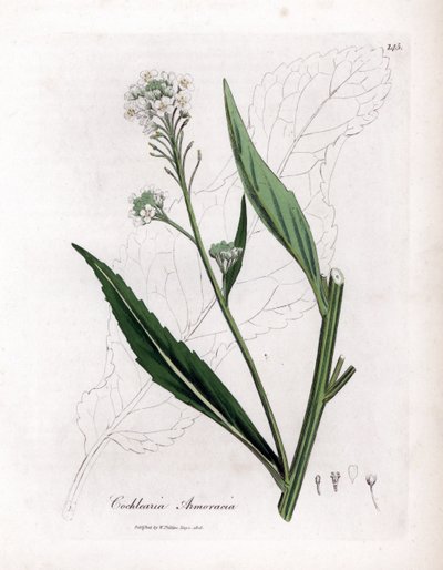 Horseradish or cranson - 辣根，Armoracia rusticana。詹姆斯-索尔比（James Sowerby）根据威廉-伍德维尔（William Woodville）和威廉-杰克逊-胡克爵士（William Jackson Hooker）的《医学植物学》绘制的植物插图所作的手工彩色铜版画，约翰-伯恩，伦敦 作者 詹姆斯·索尔比