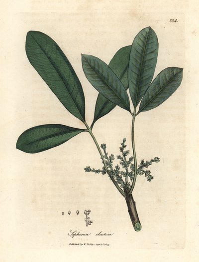 印度橡胶树、弹性树脂树、Siphonia elastica 作者 詹姆斯·索尔比