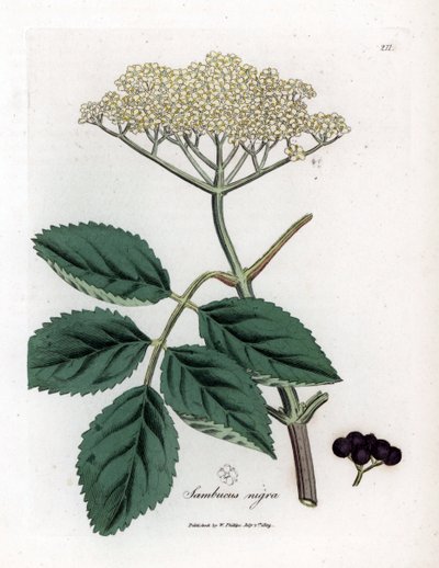 大接骨木果或黑接骨木果 - 常见的黑接骨木树，Sambucus nigra。 手绘铜版雕刻，取自詹姆斯·索尔比 (James Sowerby) 的植物插图，来自威廉·伍德维尔 (William Woodville) 和威廉·杰克逊·胡克爵士 (Sir William Jackson Hooker) 的“药用植物学”，约翰·博恩 (John Bohn)，伦敦 作者 詹姆斯·索尔比