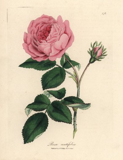 Large pink hundred-leaved rose, Rosa centifolia 作者 詹姆斯·索尔比