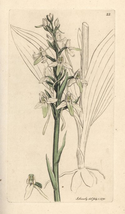 小蝴蝶兰，Platanthera bifolia (Orchis bifolia)。根据詹姆斯-史密斯的《英国植物学》中詹姆斯-索尔比的插图绘制的手工彩色铜版雕刻，伦敦 作者 詹姆斯·索尔比