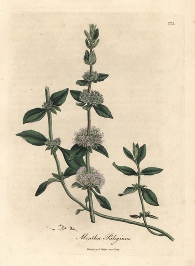 丁香花薄荷、薄荷滑轮 作者 詹姆斯·索尔比