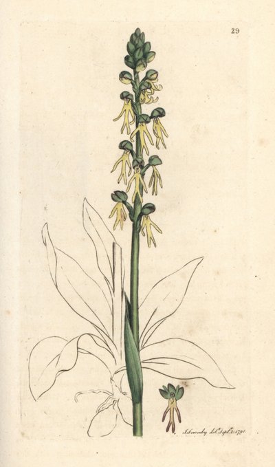 曼兰花，Orchis anthropophora（绿曼兰花，Ophrys anthropophora）。 手绘铜版雕刻，由詹姆斯·索尔比 (James Sowerby) 绘制，来自伦敦詹姆斯·史密斯英国植物学 (James Smith