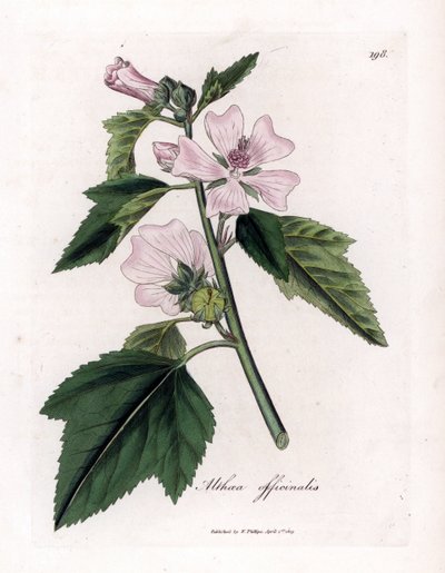 蜀葵或野生或白色紫色蜀葵，Althaea officinalis。詹姆斯-索尔比（James Sowerby）根据威廉-伍德维尔（William Woodville）和威廉-杰克逊-胡克爵士（William Jackson Hooker）的《医用植物学》绘制的植物插图，约翰-伯恩（John Bohn）、隆多（Londo）手工彩色铜版雕刻。 作者 James Sowerby