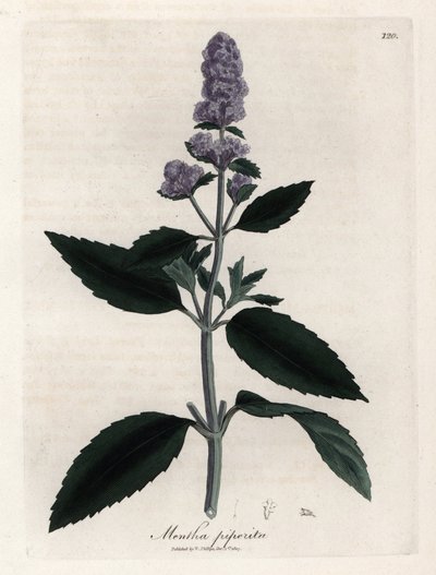 薄荷根据詹姆斯-索尔比（James Sowerby，1757-1822 年）的画作绘制的手绘铜版画，载于《医学植物学》（Botanique Medicinale）。 作者 詹姆斯·索尔比