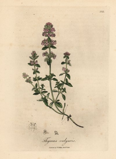 粉红花百里香，Thymus vulgaris 作者 詹姆斯·索尔比