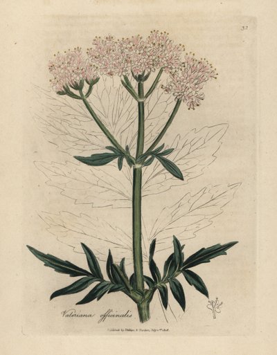 粉红色花缬草，缬草 作者 詹姆斯·索尔比