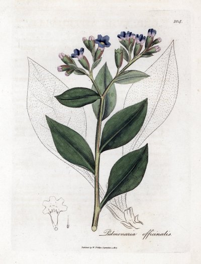 肺草（Pulmonary officinale）--肺草，Pulmonia officinalis。詹姆斯-索尔比（James Sowerby）根据威廉-伍德维尔（William Woodville）和威廉-杰克逊-胡克爵士（William Jackson Hooker）的《医学植物学》绘制的植物插图所作的手工彩色铜版画，约翰-波恩，伦敦 作者 詹姆斯·索尔比