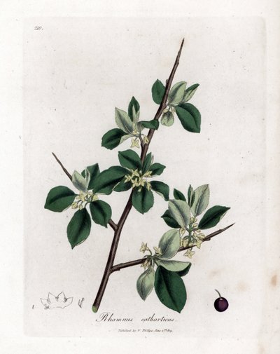 清热或泻火沙棘--清热沙棘，Rhamnus catharticus。詹姆斯-索尔比（James Sowerby）根据威廉-伍德维尔（William Woodville）和威廉-杰克逊-胡克爵士（William Jackson Hooker）的《医学植物学》绘制的植物插图所作的手工彩色铜版雕刻，约翰-伯恩，伦敦 作者 詹姆斯·索尔比