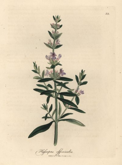 紫花牛膝草，Hyssopus officinalis 作者 詹姆斯·索尔比