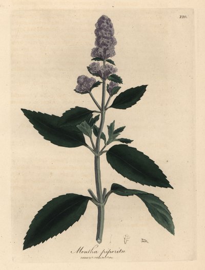 Purple flowered peppermint, Mentha piperita   1430470   zh       chinese Successfully Translated  Original: Animals Firebird_3 Translat: Animals Firebird_3 1457391 zh chinese Successfully Translated Original: Landscape, Possibly the Isle of Wight or Richmo 作者 詹姆斯·索尔比