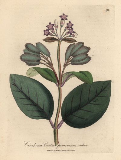 紫花秘鲁红皮树，Cinchona cortex peruvianus ruber 作者 詹姆斯·索尔比