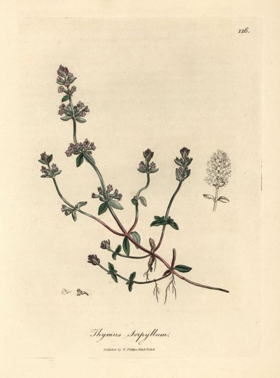 紫花野百里香，Thymus serpyllum 作者 詹姆斯·索尔比
