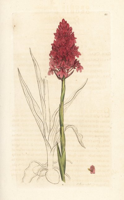金字塔兰，Anacamptis pyramidalis（金字塔兰，Orchis pyramidalis）。根据伦敦詹姆斯-史密斯的《英国植物学》中詹姆斯-索尔比的插图绘制的手工彩色铜版画。 作者 詹姆斯·索尔比
