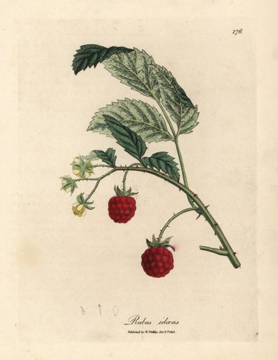 长满成熟果实和黄色花朵的覆盆子树丛，Rubus idaeus 作者 詹姆斯·索尔比