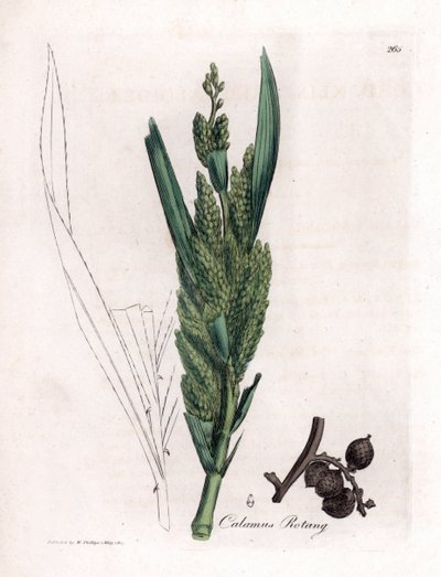 藤棕榈 - 罗唐甘蔗，Calamus rotang。詹姆斯-索尔比（James Sowerby）根据威廉-伍德维尔（William Woodville）和威廉-杰克逊-胡克爵士（William Jackson Hooker）的《医学植物学》绘制的植物插图所作的手工彩色铜版画，约翰-伯恩，伦敦 作者 詹姆斯·索尔比