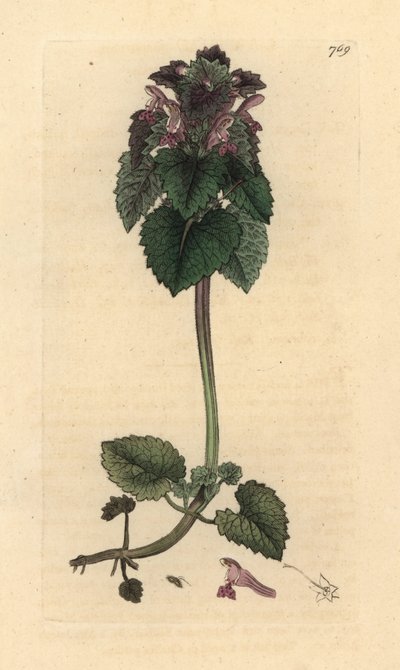 Red deadnettle, Lamium purpureum 根据 James Sowerby 为 James Smith 的《英国植物学》绘制的图画绘制的手工彩色铜版雕刻 作者 詹姆斯·索尔比